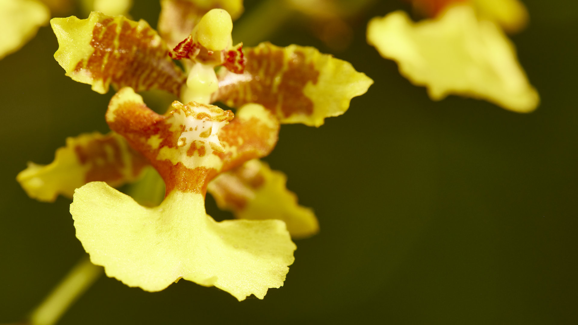 Orchid golden shower (about 1cm across) - image 13